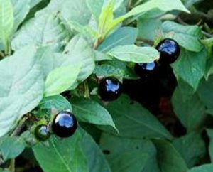 Atropa belladonna berries