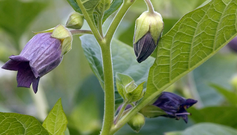 Atropa belladonna