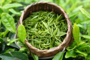 Camellia sinensis tea