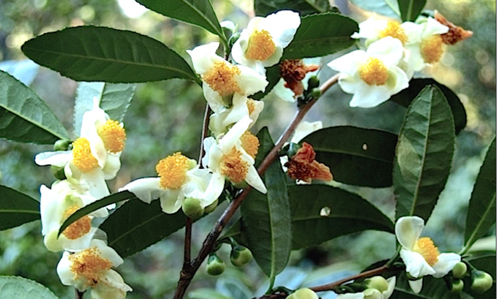 Camellia sinensis