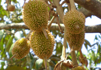 Durian tree