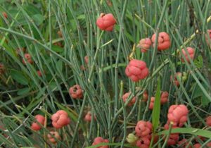 Ephedra sinica