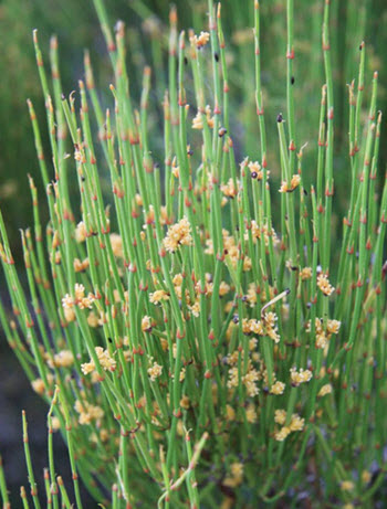 Ephedra sinica plant