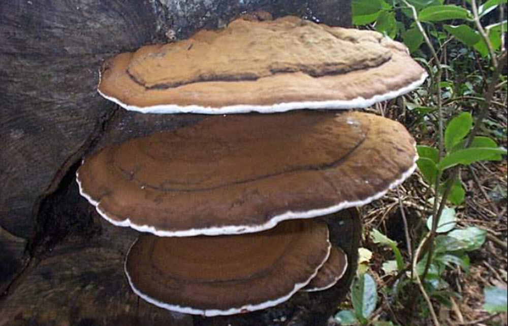 Ganoderma applanatum.