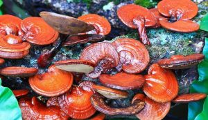 Ganoderma lucidum