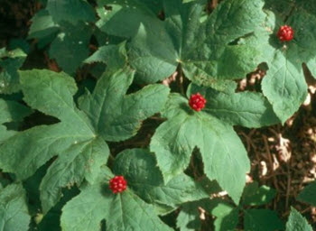 Hydrastis canadensis