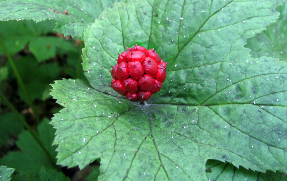 Hydrastis canadensis