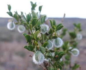 Larrea tridentata seed pods