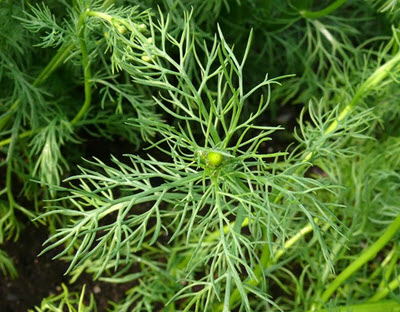 Matricaria chamomilla leaf