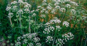 Pimpinella anisum