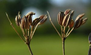 Pimpinella anisum anis seed